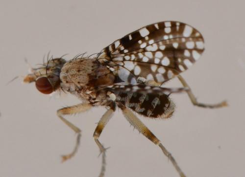 Trypetoptera punctulata